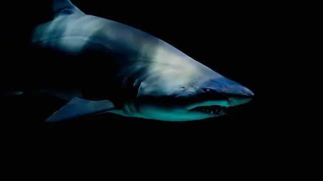 sharks in menorca